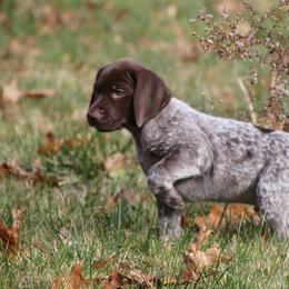 German Shorthaired Pointer Puppies from Fenton River GSP
