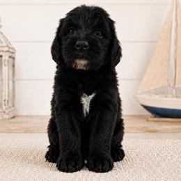 Holden - Black female Double Doodle puppy in Whitsett, North Carolina from Rock Creek Doodles NC