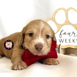 Leo The Lion - Red male Dachshund puppy in Dothan, Alabama from Little House Pups
