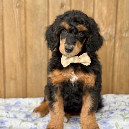 Fiyero - Phantom male Poodle puppy in Bellville, Ohio from Cedar Ridge Standard Poodles