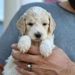 Lady - Parti female Goldendoodle puppy in Cherry Creek, New York from Doodles Pups of NY