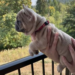 French Bulldog Puppies from Private Reserve French Bulldogs