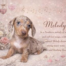Melody - Dapple female Dachshund puppy in Washburn, Tennessee from Clinch Mountain Dachshunds