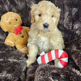 Toffee - SM0555 - Cream male Australian Labradoodle puppy in Easley, South Carolina from Royal Diamond Labradoodles
