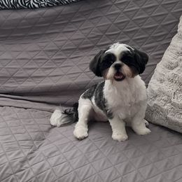 Luna - Shih Tzu