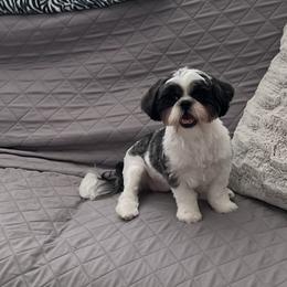 Luna - Shih Tzu
