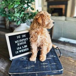Goldendoodle Puppies from Highland Grove Doodles, LLC