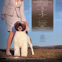 Lagotto Romagnolo and Portuguese Water Dog Puppies from Shooting Star Water Dogs