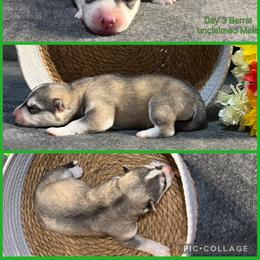 Barrel - Gray and white male Siberian Husky puppy in Canton, Ohio from Bleu Skies Siberian Huskies