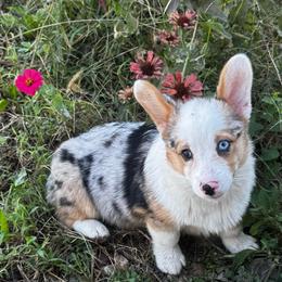 Fancy - Blue merle and white female American Corgi puppy in Nortonville, Kansas from Low Riders Corgis & Mini Aussies