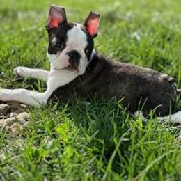 Boston Terrier puppies from Blue Ridge Boston Terriers