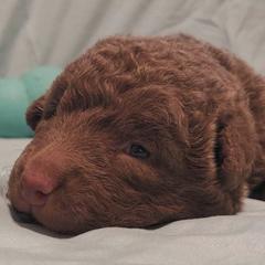 Chesapeake Bay Retrievers and Golden Retrievers from Echo Valley Kennels