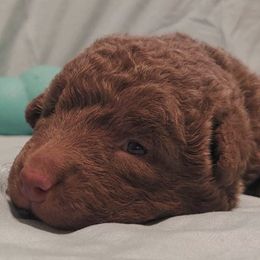Chesapeake Bay Retrievers and Golden Retrievers from Echo Valley Kennels