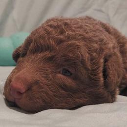 Chesapeake Bay Retrievers and Golden Retrievers from Echo Valley Kennels