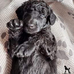 Autumn - Black female Poodle puppy in Nederland, Texas from Lingo Standard Poodles