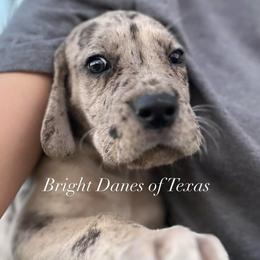 Colonel - Merle male Great Dane puppy in Mc Kinney, Texas from Bright Danes of Texas