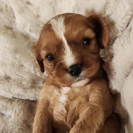 Mary - Blenheim female Cavalier King Charles Spaniel puppy in Columbus Ga, Georgia from Sweet Southern Cavaliers and Chihuahuas