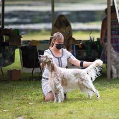English Setter Puppies from Trailstarsetters