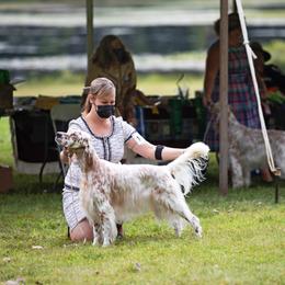 English Setter Puppies from Trailstarsetters