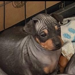 Silk - Black tan and white female American Hairless Terrier puppy in Toto, Indiana from Toto Terriers