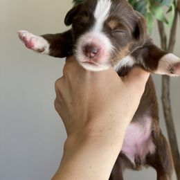 Aussiedoodle and Miniature Australian Shepherd Puppies from Go West Mini Aussies