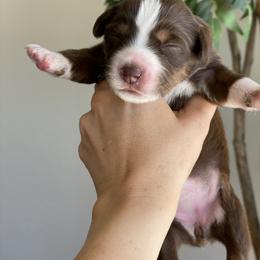 Aussiedoodle and Miniature Australian Shepherd Puppies from Go West Mini Aussies