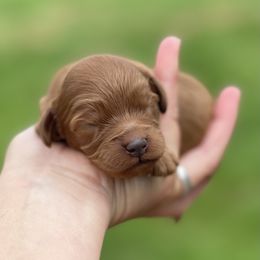 Boy 1 - Gerald - Red male Cavapoo puppy in Coal City, Indiana from Wednesday & Co
