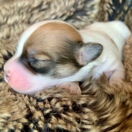 Coton de Tulear Puppies from Catawba Cotons