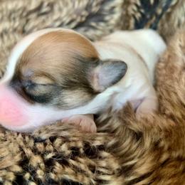 Coton de Tulear Puppies from Catawba Cotons