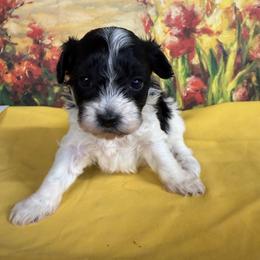 Milo - Black & white male Maltipoo puppy in Lawrenceburg, Tennessee from LUV Poodles and Maltipoos