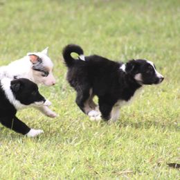Border Collie Puppies from Bridges Border Collies