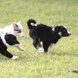 Border Collie Puppies from Bridges Border Collies
