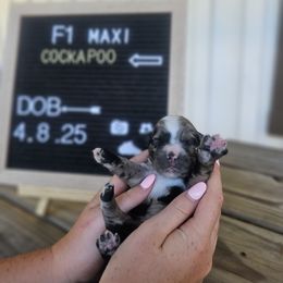 Mirage - Black white and tan Cockapoo puppy in Fort White, Florida from Jade
