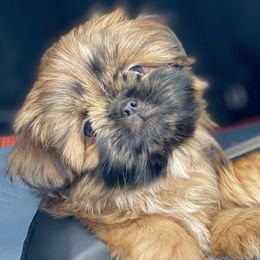Potato - Black gold and white male Shih Tzu puppy in Napa, California from Once in a Lifetime Shih Tzu