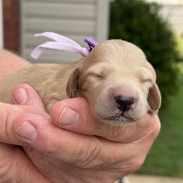 Grace (divine favor) - Cream female Dachshund puppy in Murfreesboro, Tennessee from Kimbrie's Dream Cream Doxies