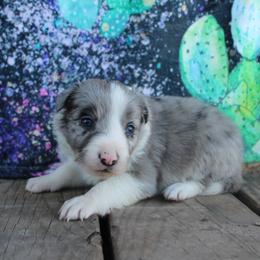 Pheonix - Blue merle male Border Collie puppy in Parsons, Kansas from Feathered Cactus Farm