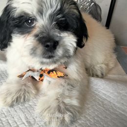 Pixel - Black and white male Shorkie puppy in Boca Raton, Florida from Tina-Marie's Pups