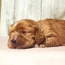 Cocker Spaniel Puppies from Chloe's Cocker Spaniels