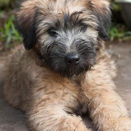 Norwich Terriers and Soft Coated Wheaten Terriers from Shakira Kennels