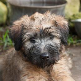 Norwich Terriers and Soft Coated Wheaten Terriers from Shakira Kennels