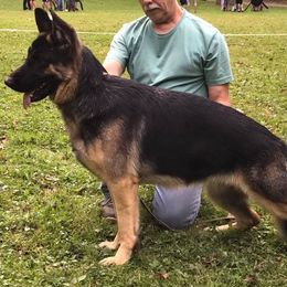 German Shepherds from Carol Grossman German Shepherd's