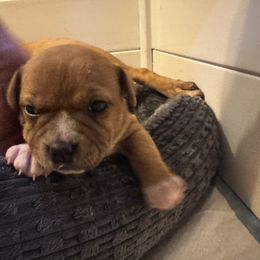 Boy 2 - Red male Staffordshire Bull Terrier puppy in Port Saint Lucie, Florida from Southern Staffies