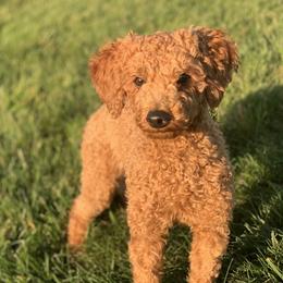 Roxy - Goldendoodle