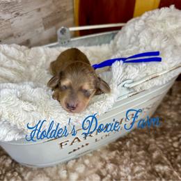 Louie - Cream male Dachshund puppy in Atwood, Oklahoma from Holder’s Doxie Farm