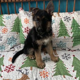 American Leopard Hound, Bluetick Coonhound, and German Shepherd Puppies from Haus Biery German Shepherds, Benchmark Blueticks & Leopard Hounds