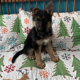 American Leopard Hound, Bluetick Coonhound, and German Shepherd Puppies from Haus Biery German Shepherds, Benchmark Blueticks & Leopard Hounds