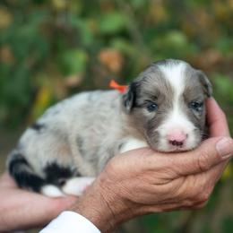 Wilder - Blue merle male Border Collie puppy in Conway, Missouri from 2J 2K Border Collies | Maremma Sheepdogs