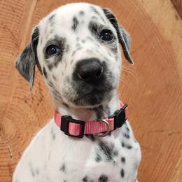Girl 4 - Dalmatian puppy in Sturgis, South Dakota from Anthony's Dalmatians