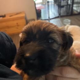 Orange collar - Wheaten male Soft Coated Wheaten Terrier puppy in Casselberry, Florida from Timberlane