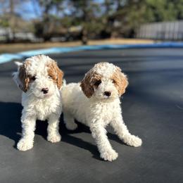 Belinda - Parti female Goldendoodle puppy in Mint Hill, North Carolina from DoodleForever